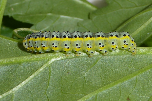 Cucullia (Shargacucullia) scrophulariphaga, Noctuidae